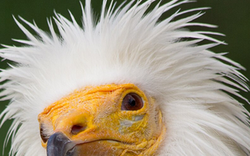 Loài vật quý hiếm bậc nhất hành tinh, tuyệt tích hơn 150 năm bất ngờ "tái xuất" nhờ cách đặc biệt