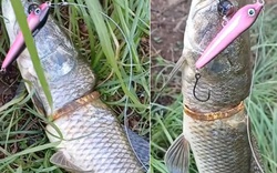 Cần thủ câu được con cá có vòng vàng trên cơ thể