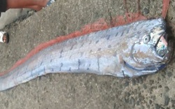 Ngư dân bắt được cá mái chèo khổng lồ dài 3 mét trên biển