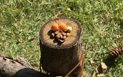 Sang tận Hàn để chụp ảnh cây lá vàng sống ảo, khách Việt ngỡ ngàng vì mùi lạ dưới gốc cây