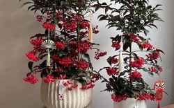 Tết Bính Ngọ bày 5 cây này trong nhà, tài lộc gõ cửa, cầu đâu trúng đó