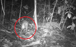 Loài vật quý hiếm bậc nhất hành tinh, tuyệt chủng 30 năm bất ngờ "tái xuất" ngỡ ngàng