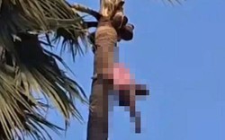 Phát hiện thi thể người đàn ông trên ngọn cây cọ