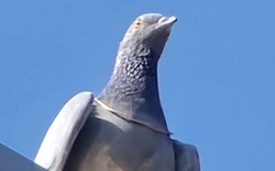 Phát hiện chim bồ câu đeo vòng vàng trên cổ, giá trị gây bất ngờ