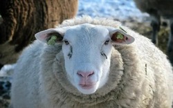 Giải mã bí ẩn đàn cừu đi vòng tròn liên tục hơn mười ngày không nghỉ