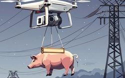 “Lợn bay” đâm vào đường điện cao thế, cả ngôi làng mất điện suốt 10 tiếng đồng hồ