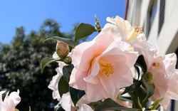 Loài hoa đẹp dịu như thiếu nữ giữa sắc xuân, chưng Tết một chậu là thấy nhà sáng bừng, sang kinh khủng