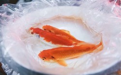 Mẹo chọn cá cúng Ông Công Ông Táo