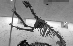 Loài vật quý hiếm bậc nhất hành tinh, tuyệt chủng 500.000 năm bỗng tái xuất khiến giới khoa học ngỡ ngàng