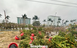 Mưa to gió lớn, hàng trăm gốc đào quất Tết đổ ngã la liệt ở Hà Tĩnh