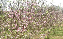 VIDEO: Đào nở bung trước Tết Nguyên đán, nhiều chủ vườn “trắng tay”