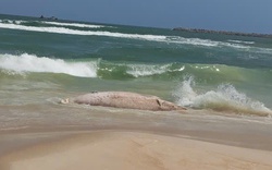 Xác cá voi "khủng" dạt vào bờ biển Quảng Trị