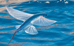 Loài cá biết bay