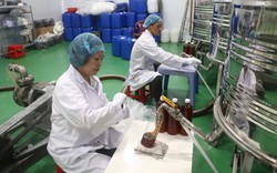 Người phụ nữ ở Tp.HCM kiếm 60 tỷ/năm nhờ con vật tí hon, nuôi bằng loại nguyên liệu rẻ bất ngờ