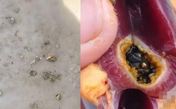 Mổ vịt ăn Tết, người đàn ông sốc nặng khi thấy vàng bên trong