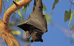 Giải mã bí ẩn: Vì sao dơi có thể treo ngược hàng giờ mà không tốn sức?