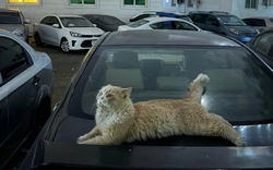 Chó mèo bị bỏ rơi tràn ngập đường phố Dubai khi người nước ngoài tháo chạy trong hoảng loạn