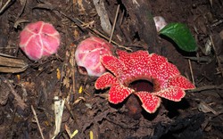 “Kho báu” cực hiếm bất ngờ hiện diện trong Vườn Quốc gia Phong Nha - Kẻ Bàng