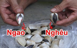 Mẹo "vàng" phân biệt ngao và nghêu, đã biết là không bao giờ mua nhầm