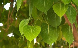 3 loại cây trồng trong sân nhà sẽ cản tài lộc