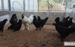 Nuôi loài gà có cái tên “đáng sợ”, anh nông dân thu hàng trăm triệu mỗi năm