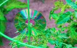 Treo thứ này ngoài vườn, bỗng nhiên chim không dám phá loại, cây cối phát triển mơn mởn