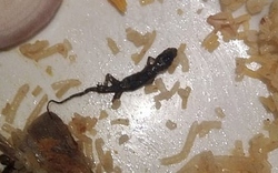 Phát hiện thằn lằn trong bữa ăn trưa, 44 học sinh nhập viện