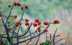 Tháng 3, giới trẻ đổ về núi Bà Đen “săn” ảnh hoa vông nem đỏ rực