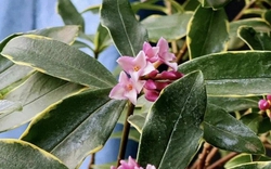 3 loài hoa dễ trồng, chạm đất là sống: Vài năm sau thân còn hóa gỗ, dáng đẹp như bonsai tiền triệu