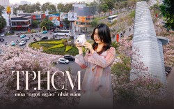 Giữa cái nắng gắt ở TP.HCM, dân tình đồng loạt đi chậm lại ngắm hàng kèn hồng hiếm hoi trong năm