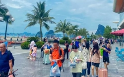 Lý do tàu cao tốc Vân Đồn, Cô Tô tăng giá, cắt chuyến