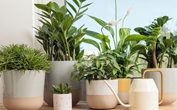 5 loại cây "hút cạn" may mắn, không nên trồng trong nhà