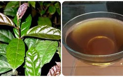 Uống cây xạ đen có tác dụng gì?