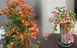 Giải mã cơn sốt chưng hoa giấy bonsai mini: Cây đong đầy năng lượng dương giúp xua tà khí, nhà chật mấy cũng rước được vượng khí vào nhà