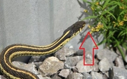 5 thứ dễ “gọi” rắn vào nhà