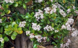 5 cây mang may mắn vào nhà, trồng 1 chậu là bừng sáng cả không gian