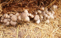 Đặc sản từ thứ bị vứt đi, được cố Thủ tướng nhắc tới: Nay giá gần 100.000đ/kg, giúp nhiều nhà đổi đời