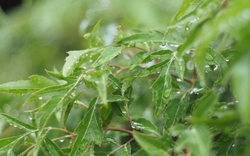 Bài thuốc từ cây đinh lăng