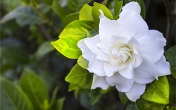 Hoa Dành Dành là hoa gì mà gây sốt mạng xã hội?