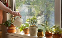 Có nên tưới nước ấm cho chậu hoa