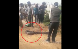 Đang đi dạo, người dân phát hiện cảnh tượng "nổi da gà" giữa đường