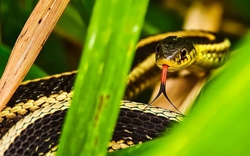 3 loại cây trồng trong vườn nhà, rắn sợ tránh xa, gia chủ có thêm tài lộc