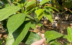 Bài thuốc từ cây xạ đen