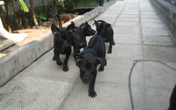 6 vật tự nhiên vào nhà được xem là dấu hiệu Thần Tài ghé thăm, chớ vội xua đuổi