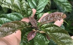 Những người tuyệt đối không nên uống nước xạ đen