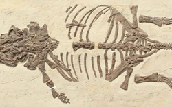 25 năm tìm chân tướng “quái thú Liêu Ninh”