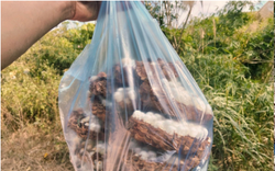 Con đặc sản “nhìn đã thấy sợ” ở Tây Bắc xưa không ai ngó, nay thành món ăn được dân nhậu mê tít săn lùng