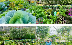 Ngắm khu vườn sân thượng “mùa nào thức nấy” rộng 85m2 của gia đình Đà Nẵng