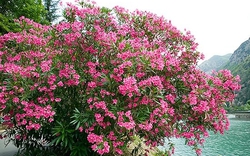 Ông bà dặn: Tuy rất đẹp nhưng đừng dại mà trồng 3 loài cây này trong nhà, vừa xui rủi, vừa ảnh hưởng sức khỏe