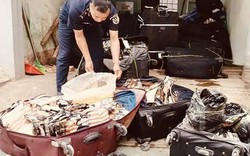 Đột xuất kiểm tra: Cơ quan chức năng thu giữ hơn 1 tấn thực phẩm "quen thuộc" với người Việt nghi nhập lậu từ Trung Quốc